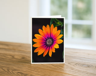 Vibrant orange African daisy flower with purple center in macro nature photography, greeting card by Will Davis Studios.