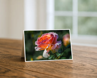 Peach and pink rose 5x7 greeting card from Will Davis Studios displayed standing on a wooden table near a bright window — full-blown garden rose with apricot center and blush outer petals, botanical fine art card