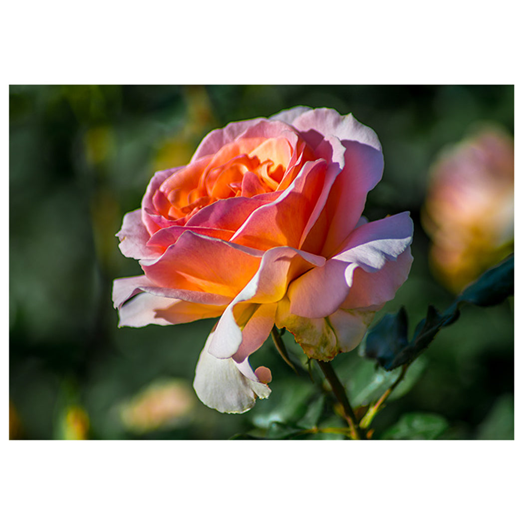 Peach Rose Bloom Greeting Card — 5x7 Botanical Fine Art Card