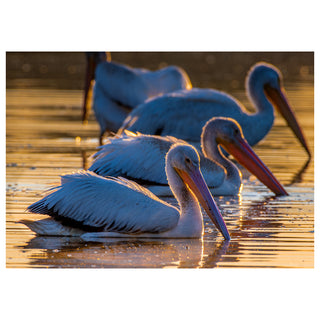 White pelicans swimming in calm water at sunrise with warm golden reflections, fine art wildlife photography by Will Davis Studios.