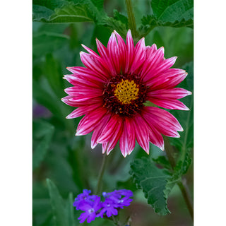 Fine art photograph of a deep rose and magenta Gaillardia blanket flower with white-tipped petals and a dark burgundy ring surrounding a bright golden center disk, with vivid purple verbena blossoms peeking into the lower frame against lush green garden foliage, printed as a 5x7 greeting card by Will Davis Studios.