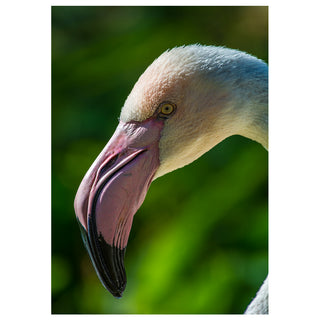Pink flamingo close-up portrait fine art photography greeting card (5x7) featuring detailed wildlife bird image by Matt Punches at Will Davis Studios.