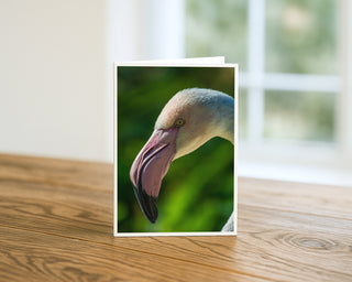 Pink flamingo close-up portrait on a 5x7 fine art wildlife photography greeting card, featuring vibrant detail and soft green background by Matt Punches at Will Davis Studios