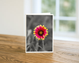 Selective color photograph of a pink and yellow blanket flower in full bloom against a black and white background, floral greeting card by Will Davis Studios