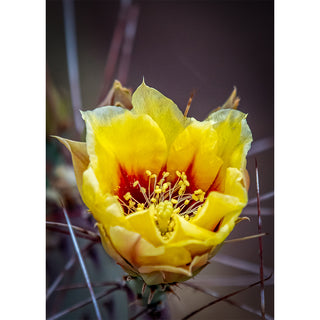 Fine art macro photograph of a prickly pear cactus flower in full bloom with broad luminous yellow petals cupped around a dramatic crimson and orange center with delicate radiating stamens, framed by long deep-burgundy spines against a soft warm moody background, printed as a 5x7 greeting card by Will Davis Studios.