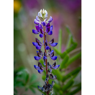 Purple lupine wildflower close-up with soft blurred background, fine art floral nature 5x7 greeting card by Will Davis Studios