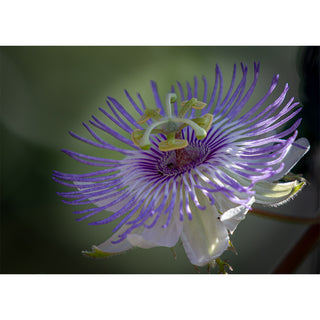 Fine art macro photograph of a purple passionflower in full bloom with radiating lavender filaments and intricate center structure against a soft green background, printed as a 5x7 greeting card by Will Davis Studios.
