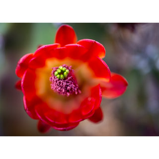 An overhead close-up fine art photograph of a vibrant red cactus flower with a warm orange center and a cluster of deep purple stamens and bright green pistils, by Will Davis Studios.