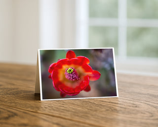 Macro photograph of a vibrant red cactus flower with yellow center on a 5x7 greeting card by Will Davis Studios displayed on a wooden table.