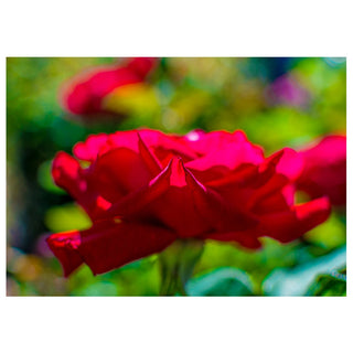 Red rose photography greeting card showing a dreamy close-up of a crimson garden rose with sunlight glowing through its petals, set against a soft-focus background of green foliage and distant blooms. 5x7 fine art card.