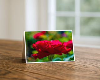 Red rose photography greeting card standing on a wooden table beside a softly blurred window, showing a dreamy crimson rose glowing in soft garden light. 5x7 fine art card by Will Davis Studios.
