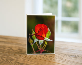 Vertical 5x7 greeting card featuring a vibrant red rosebud fine art photograph with green buds, displayed standing on a wooden table.