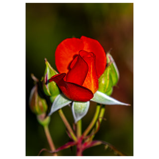 Close-up fine art photograph of a vibrant red rosebud with green buds on a 5x7 greeting card, elegant floral nature design by Will Davis Studios.