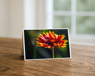 Close-up macro photograph of a red and yellow blanket flower (gaillardia) in bloom with vibrant petals and soft background, greeting card by Will Davis Studios.