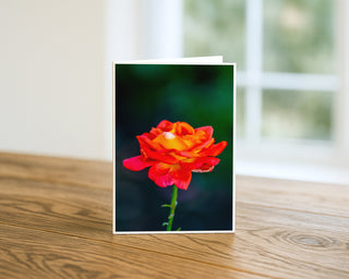 Vibrant red and yellow rose in full bloom against a dark green background, fine art floral greeting card displayed on a wooden table. Will Davis Studios