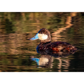 Fine art photograph of a male Ruddy Duck swimming on calm water with a vivid blue bill, white cheek patch, dark cap, and rich chestnut body, surrounded by warm amber and deep green rippling reflections, printed as a 5x7 greeting card by Will Davis Studios.