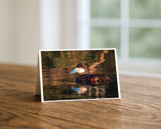 Ruddy duck swimming on calm water with reflection at sunset, wildlife photography greeting card by Will Davis Studios.