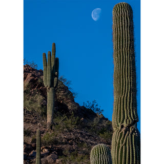 Fine art photograph of towering saguaro cacti on a rugged Arizona hillside beneath a deep cobalt blue sky, with a half moon floating serenely in the upper right corner and warm red-brown rocky slopes dotted with desert scrub in the background, printed as a 5x7 greeting card by Will Davis Studios.