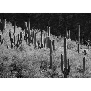 Black and white fine art photograph of a sweeping Sonoran Desert hillside densely populated with dozens of saguaro cacti in varied stages of growth rising from luminous pale desert scrub, with a dramatic dark mass of boulders and deep shadow across the upper background, printed as a 5x7 greeting card by Will Davis Studios.