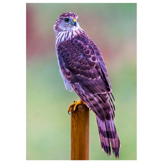 Sharp-shinned hawk perched on wooden post with detailed plumage, fine art wildlife photography greeting card design by Will Davis Studios
