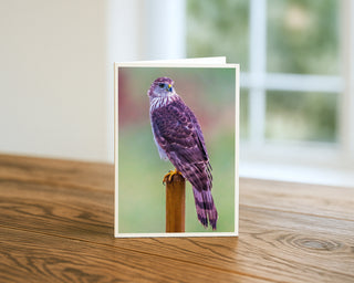 Sharp-shinned hawk perched on a wooden post featured on a fine art wildlife photography 5x7 greeting card displayed on a wooden table.
