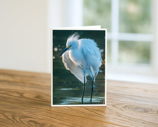 5x7 fine art greeting card displayed on a wooden table featuring a snowy egret standing in shallow water with soft white feathers and elegant posture, wildlife photography by Will Davis Studios.
