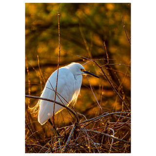 Fine art photograph of a Snowy Egret perched in a tangle of bare winter branches, its pristine white plumage and delicate breeding plumes backlit and glowing against a rich molten background of amber and copper golden hour light with deep green bokeh, printed as a 5x7 greeting card by Will Davis Studios.
