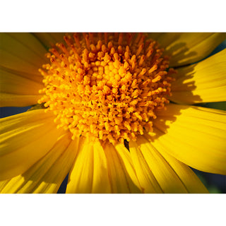 Fine art extreme macro photograph of a sunflower's golden orange center disk florets in rich textural detail, surrounded by broad yellow petals radiating outward with glimpses of deep blue sky at the edges, printed as a 5x7 greeting card by Will Davis Studios