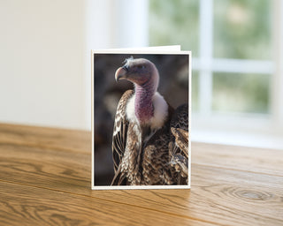 Vulture portrait 5x7 greeting card from Will Davis Studios displayed standing on a wooden table near a bright window — close-up profile of a griffon vulture with pink-flushed neck, white feather ruff, and pale beak, wildlife fine art card