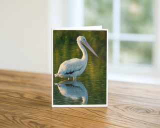 White pelican oil painting 5x7 greeting card from Will Davis Studios displayed standing on a wooden table near a bright window — solitary American white pelican standing in still green water with reflection, wildlife fine art card