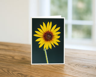 Wild sunflower bloom 5x7 greeting card from Will Davis Studios displayed standing on a wooden table near a bright window — single yellow wild sunflower on a slender fuzzy stem against a deep green background, botanical fine art card