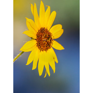 Fine art photograph of a wild sunflower with vivid yellow petals and a rich rust-brown center disk leaning naturally into the frame against a dreamy gradient bokeh background shifting from soft yellow-green at the top to cool hazy blue below, printed as a 5x7 greeting card by Will Davis Studios.