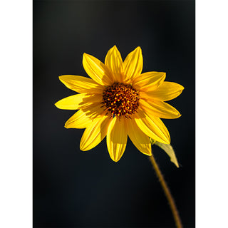 Wild sunflower 5x7 greeting card from Will Davis Studios featuring a single yellow wild sunflower glowing against a deep dark background with slender stem and single leaf — botanical fine art card