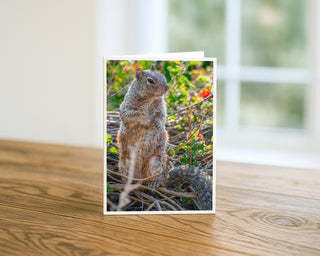Greeting card with a squirrel on a wooden surface Will Davis Studios
