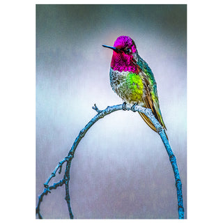 Fine art greeting card featuring a male Anna's Hummingbird in stunning iridescent plumage with a blazing magenta and rose gorget crown, electric yellow-green flanks, and warm golden tail, perched at the tip of a gracefully arching bare blue-grey branch against a soft luminous silver-blue background, captured in breathtaking macro detail, 5x7 blank card with envelope by Will Davis Studios.