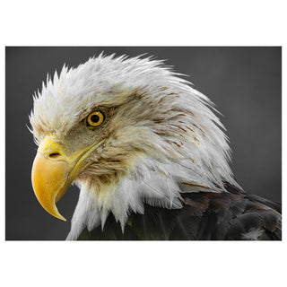 Close-up of a bald eagle with a dark background Will Davis Studios
