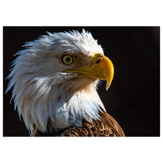 Close-up of a bald eagle with a dark background photo by Matt Punches