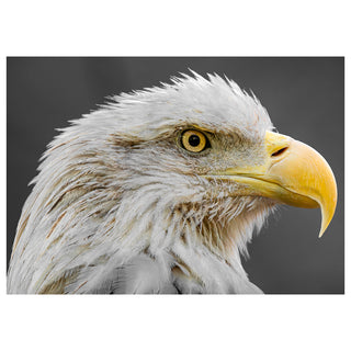 Close-up of a bald eagle's head on a dark background photo by Matt Punches