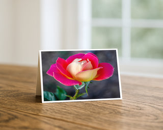 Will Davis Studios 5x7 fine art floral greeting card featuring a blushing pink and cream rose in bloom, displayed standing on a wooden table with a white envelope.