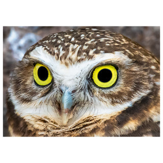 Fine art greeting card featuring a dramatic extreme close-up portrait of a Burrowing Owl staring directly into the camera with enormous electric yellow-green eyes and jet black pupils, its round spotted brown head, tiny steel-blue beak, and wild facial feathers filling the entire frame with an expression of intense, slightly suspicious wisdom, 5x7 blank card with envelope by Will Davis Studios.
