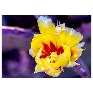 Close-up of a yellow flower with a red center against a blurred purple background