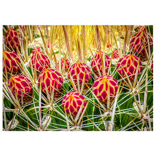 Close-up of a cactus with red and yellow patterned fruits on a white background