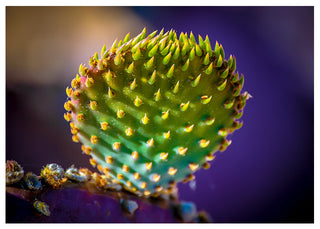 Close-up of a spiky green cactus against a blurred purple background