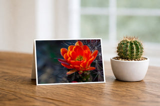 Cactus with orange bloom next to a potted cactus on a wooden surface by Will Davis Studios