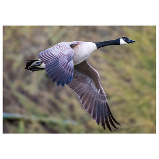 Canadian goose in flight with a blurred natural background