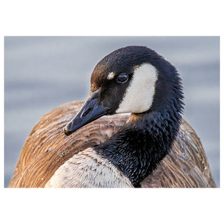 Close-up of a Canada goose with a blurred water background photo by Matt Punches