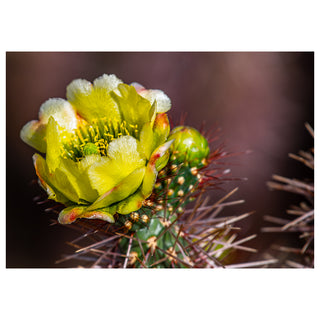 Fine art greeting card featuring a Cholla cactus flower in breathtaking macro detail with luminous chartreuse and yellow-green petals edged in faint red-orange blush erupting from a crown of fierce burgundy-red spines, creamy white stamens dust-tipped with golden pollen crowding the center in lush abundance, a tight green bud visible just below, set against a warm rich mocha-brown bokeh background that makes the extraordinary desert bloom glow with remarkable intensity, 5x7 blank card with envelope by Will 
