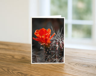 Product mockup of a Will Davis Studios 5x7 fine art greeting card in portrait orientation standing upright on a warm wooden table, featuring a blazing scarlet-orange Claret Cup cactus bloom with layered petals rising dramatically from a dense crown of radiating silver-white spines against a deep near-black bokeh background, photographed in soft natural light with a bright window in the background.