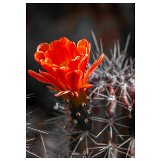 Fine art greeting card featuring a Claret Cup cactus in full blazing bloom with magnificent scarlet-orange petals layered in rich overlapping cups rising dramatically from a dense fortress of radiating silver-white spines, long elegant outer petals graduating from deep crimson at the base to vivid orange at the tips, captured in breathtaking macro detail against a deep dramatic near-black bokeh background that makes every vivid fiery tone ignite with extraordinary intensity, 5x7 blank card with envelope by 