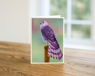 Will Davis Studios 5x7 fine art wildlife greeting card featuring a Cooper’s hawk perched on a wooden post, displayed standing on a wooden table with a white envelope.